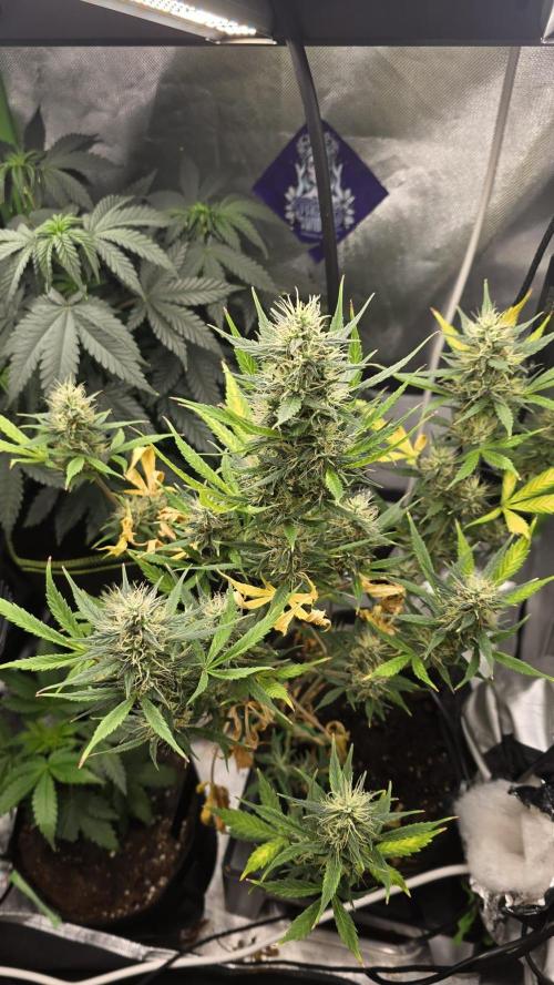 Hellbud Seductress. Week 9