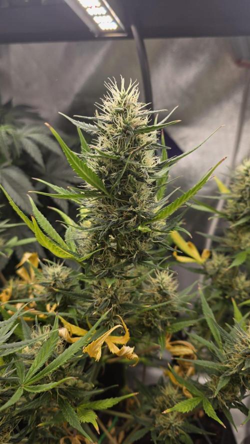 Hellbud Seductress. Week 9
