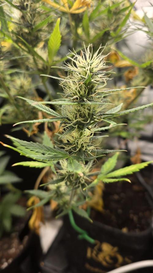 Hellbud Seductress. Week 9
