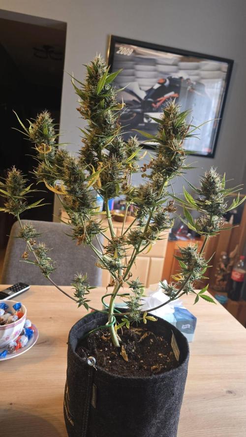 Hellbud Seductress. Week 10