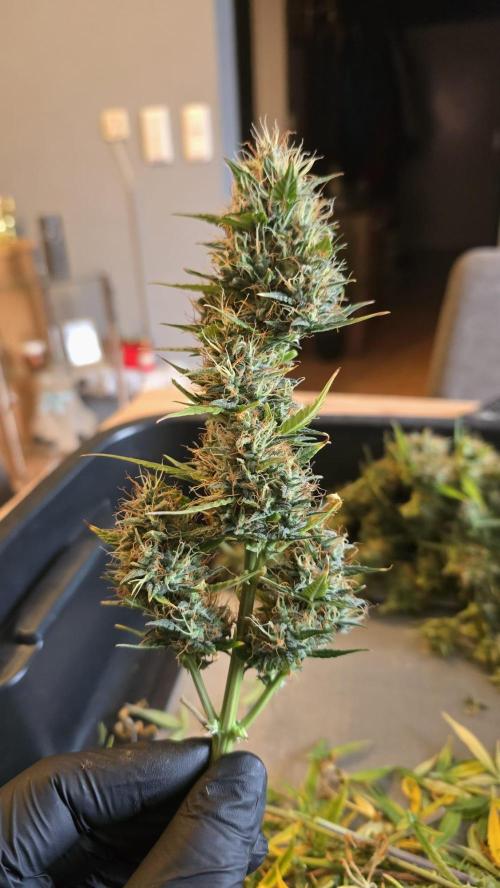 Hellbud Seductress. Week 10