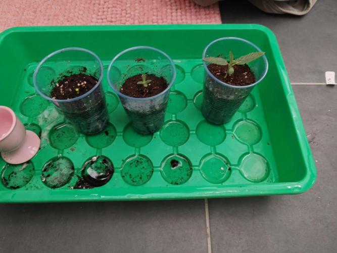 Auto Mallorca-Tangi. Week 0