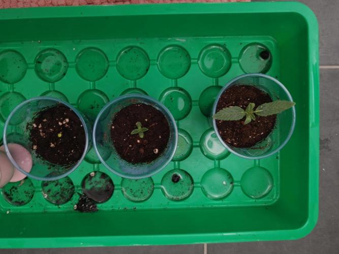 Auto Mallorca-Tangi. Week 0