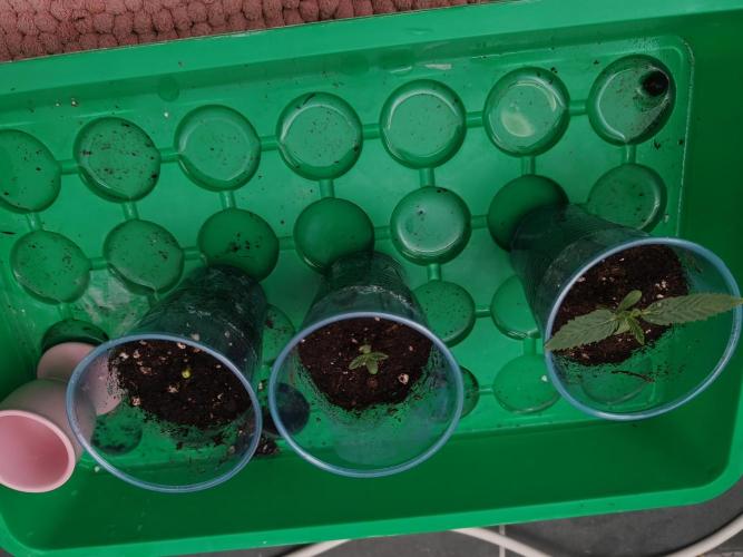 Auto Mallorca-Tangi. Week 0