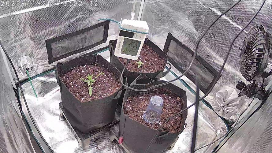 Auto Mallorca-Tangi. Week 1