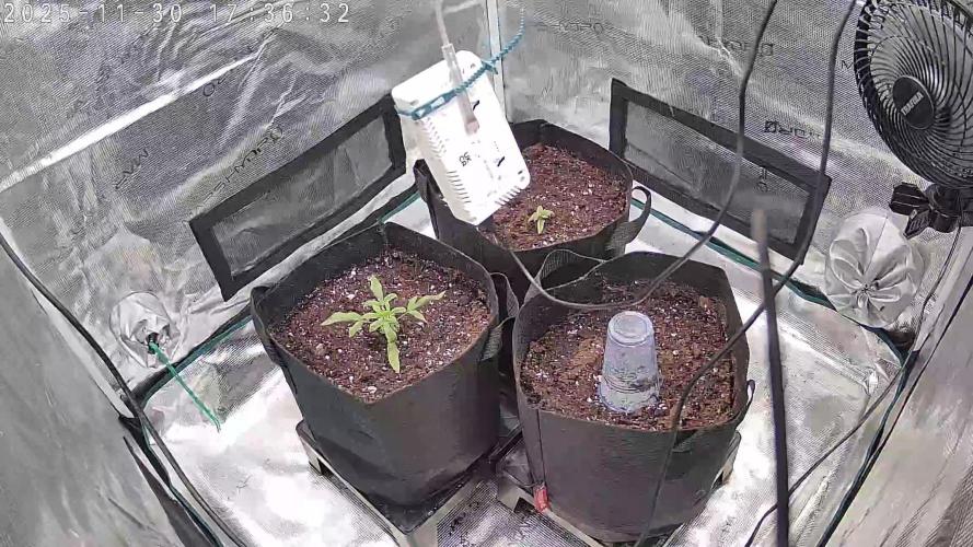 Auto Mallorca-Tangi. Week 1 - Der erste Tag nach Umtopfen 