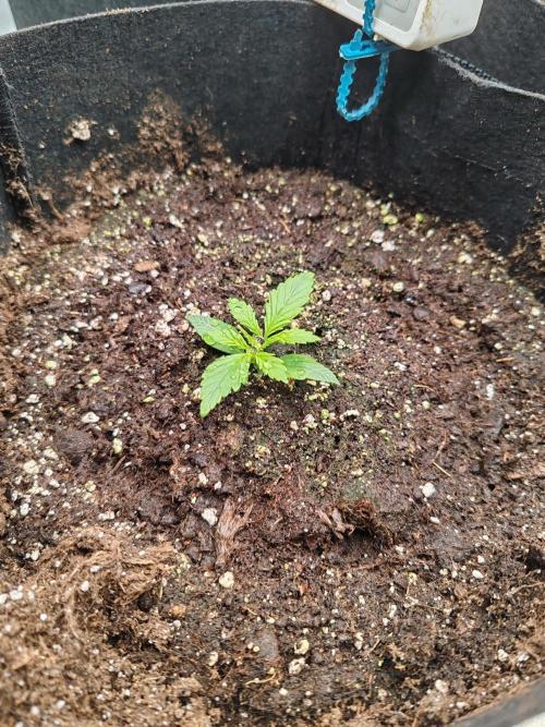 Auto Mallorca-Tangi. Week 2 - 3rd