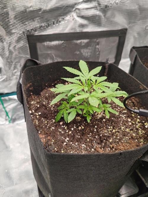 Auto Mallorca-Tangi. Week 2 - 1st