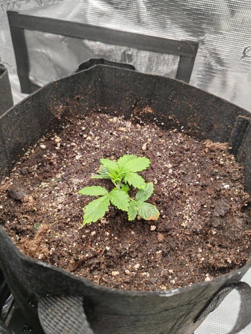 Auto Mallorca-Tangi. Week 2 - 2nd