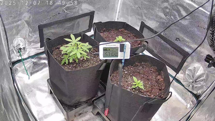 Auto Mallorca-Tangi. Week 2 - Overall