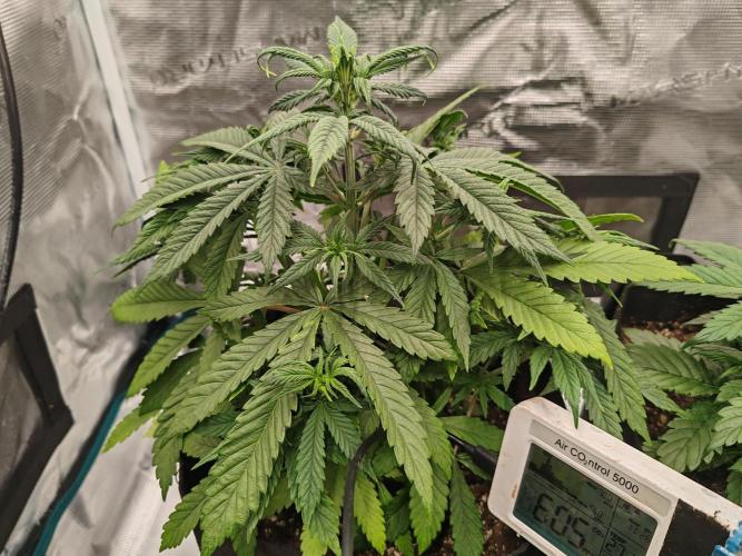 Auto Mallorca-Tangi. Week 3 - Die Älteste.
Geschlechtsmerkmale sichtbar 