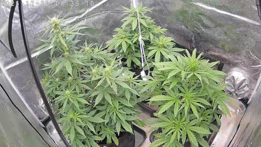 Auto Mallorca-Tangi. Week 4 - Overall