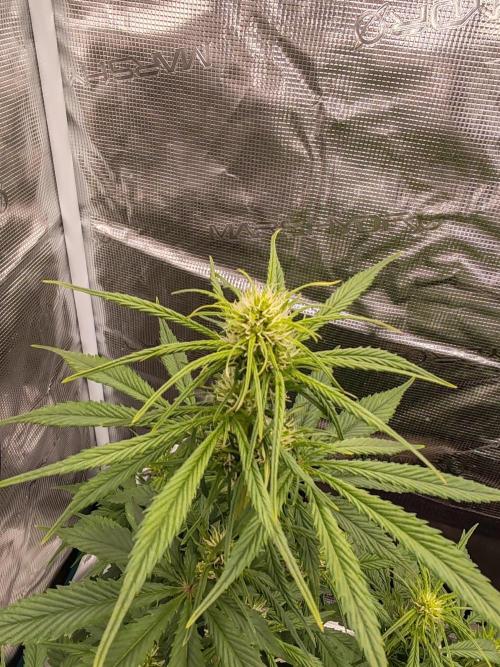 Auto Mallorca-Tangi. Week 4 - 1st Flower 