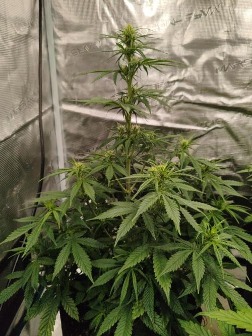 Auto Mallorca-Tangi. Week 4 - 1st Flower