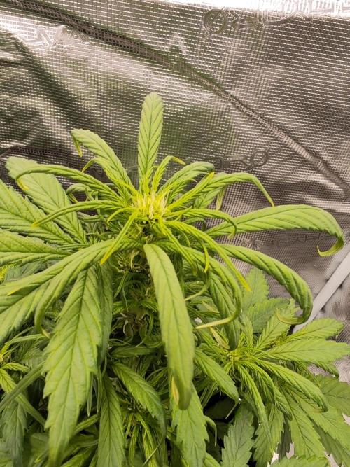 Auto Mallorca-Tangi. Week 4 - 2nd Flower