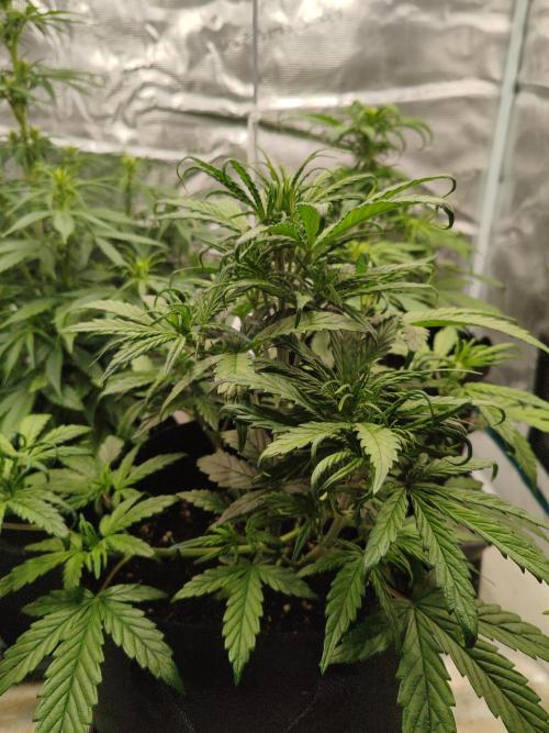 Auto Mallorca-Tangi. Week 4 - 3rd Flower