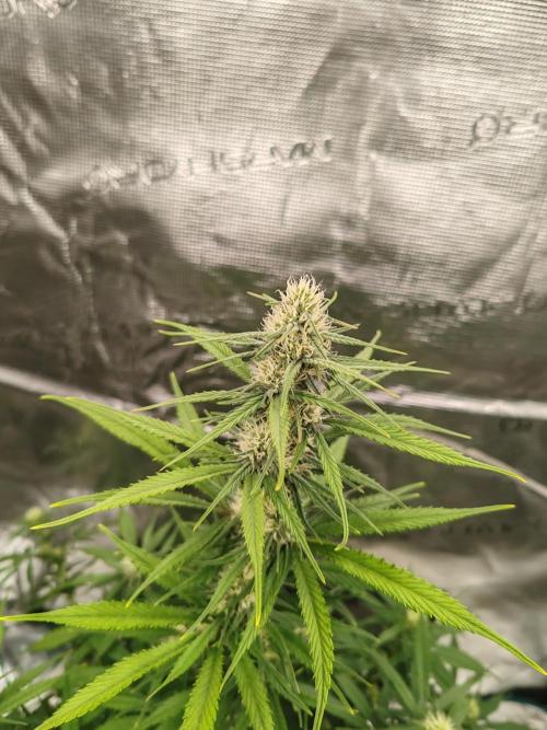 Auto Mallorca-Tangi. Week 5 - 1st Flower