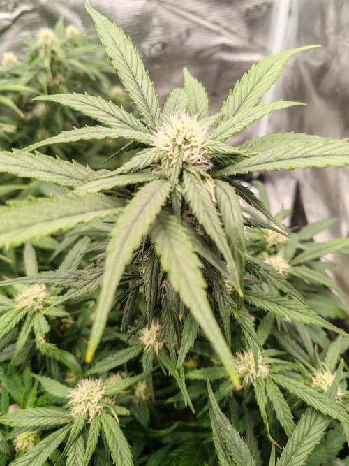 Auto Mallorca-Tangi. Week 5 - 2nd Flower 