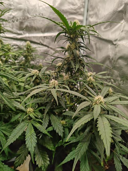 Auto Mallorca-Tangi. Week 5 - 2nd Flower 