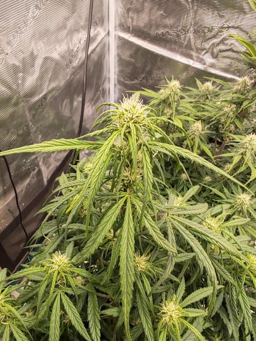 Auto Mallorca-Tangi. Week 5 - 3rd Flower