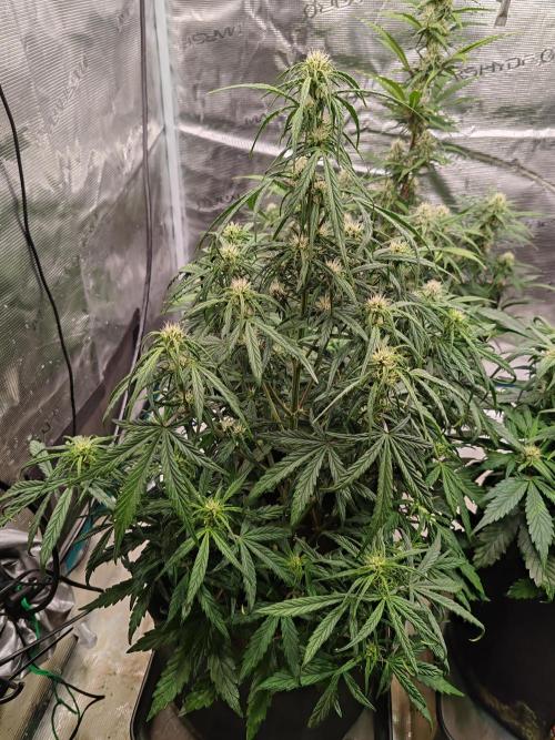 Auto Mallorca-Tangi. Week 5 - 3rd Flower