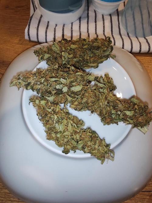 Indica (Mataro Blue) & Sativa (Amnesi-K Lemon). Week 16