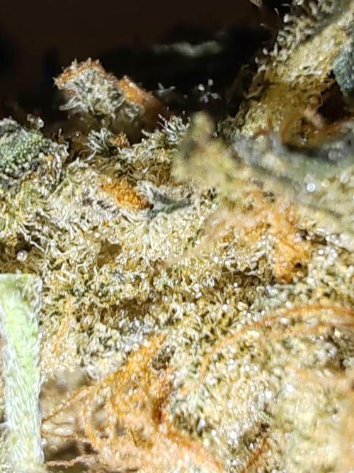 Indica (Mataro Blue) & Sativa (Amnesi-K Lemon). Week 16