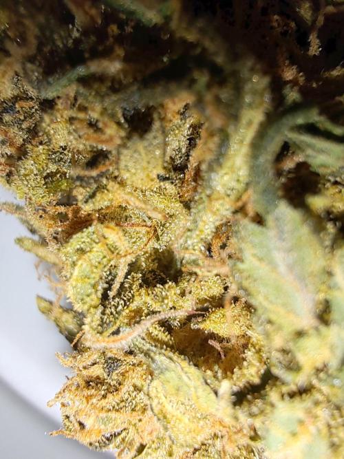 Indica (Mataro Blue) & Sativa (Amnesi-K Lemon). Week 16