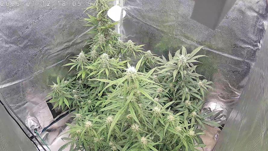 Auto Mallorca-Tangi. Week 7