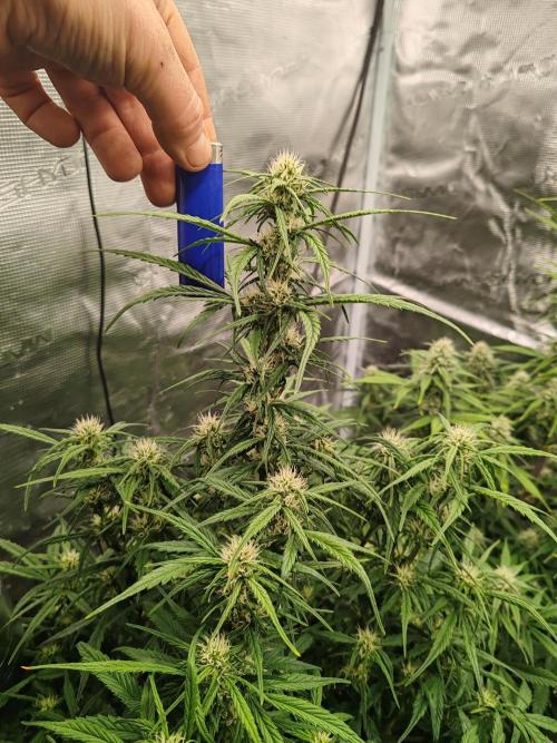 Auto Mallorca-Tangi. Week 7