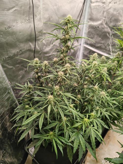 Auto Mallorca-Tangi. Week 7