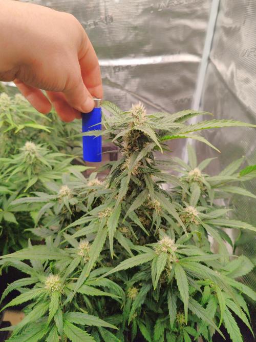 Auto Mallorca-Tangi. Week 7