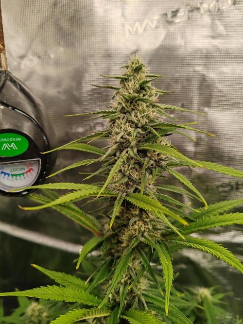 Auto Mallorca-Tangi. Week 7