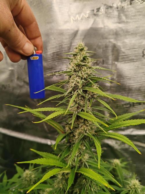 Auto Mallorca-Tangi. Week 7