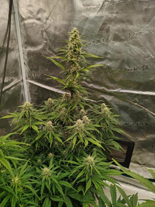 Auto Mallorca-Tangi. Week 7