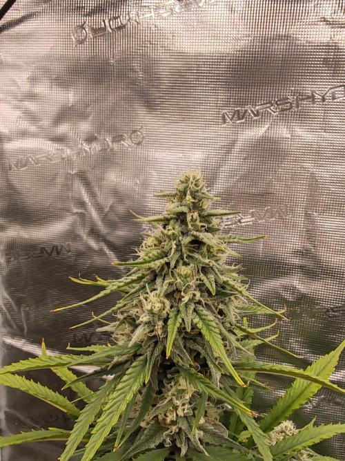 Auto Mallorca-Tangi. Week 8