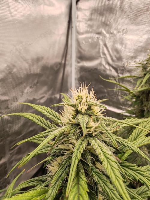 Auto Mallorca-Tangi. Week 8