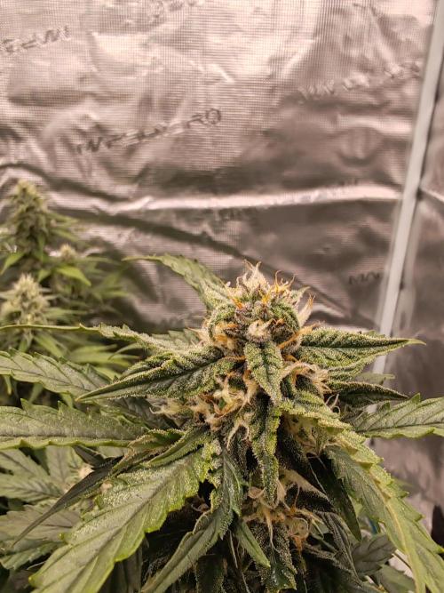 Auto Mallorca-Tangi. Week 8