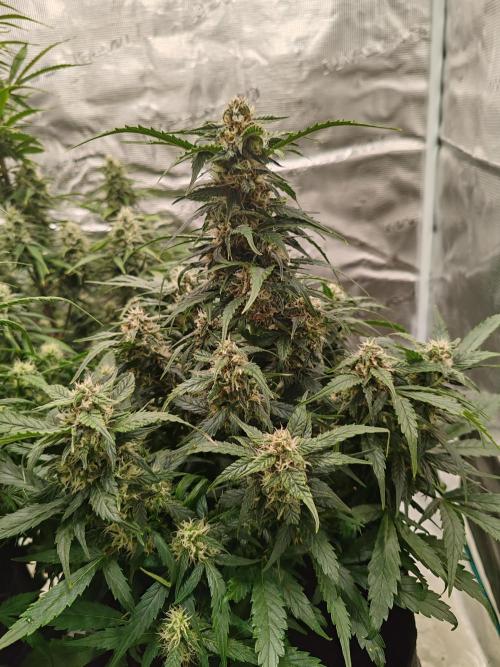 Auto Mallorca-Tangi. Week 8