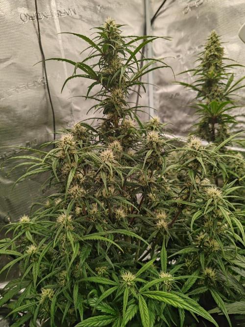 Auto Mallorca-Tangi. Week 8