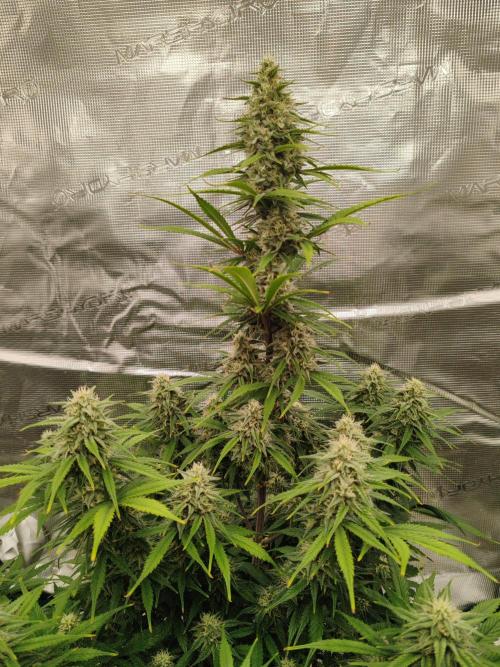 Auto Mallorca-Tangi. Week 8