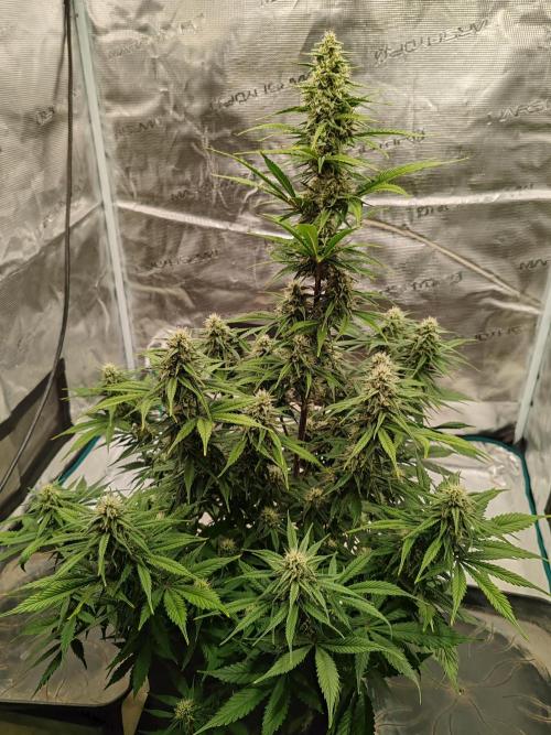 Auto Mallorca-Tangi. Week 8