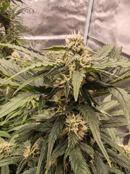 Auto Mallorca-Tangi. Week 8