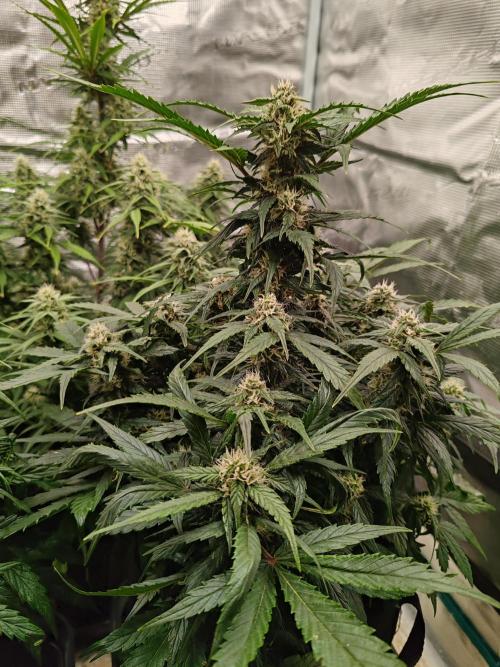 Auto Mallorca-Tangi. Week 8