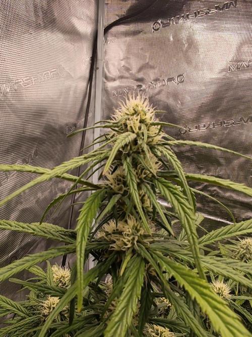 Auto Mallorca-Tangi. Week 8