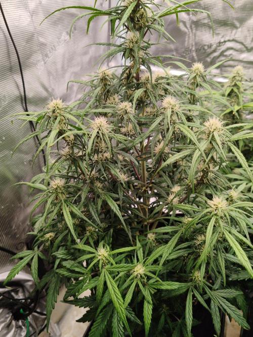 Auto Mallorca-Tangi. Week 8