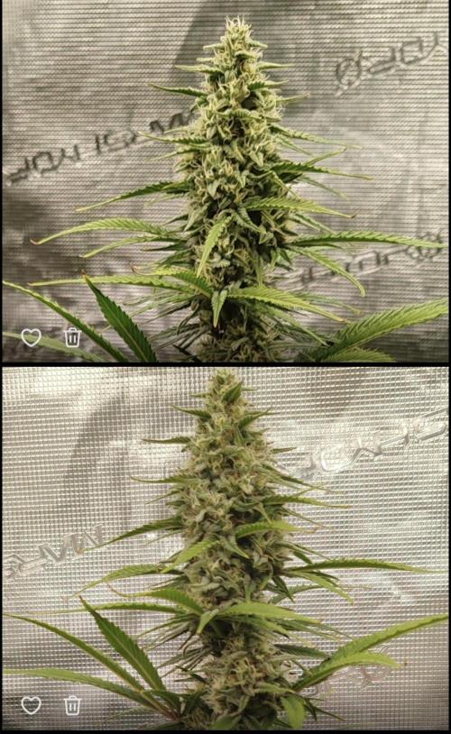 Auto Mallorca-Tangi. Week 8