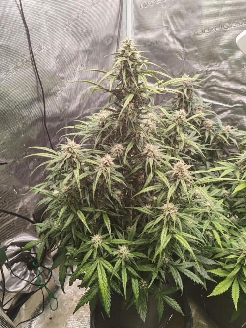 Auto Mallorca-Tangi. Week 9 - Sativa