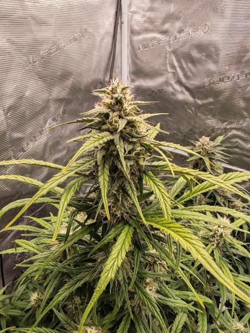 Auto Mallorca-Tangi. Week 9 - Sativa 