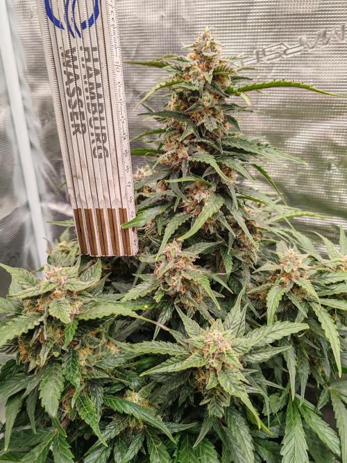 Auto Mallorca-Tangi. Week 9 - Indica